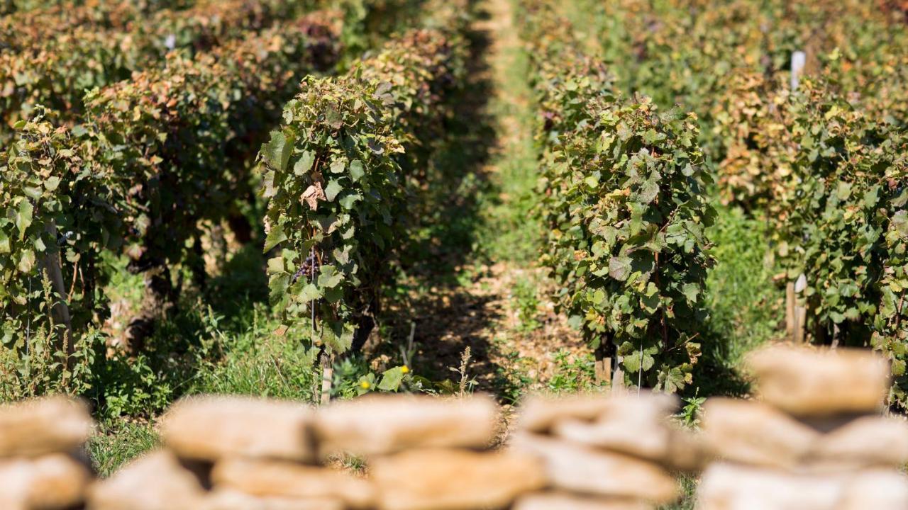 Domaine Gille Pensionat Comblanchien Exteriör bild